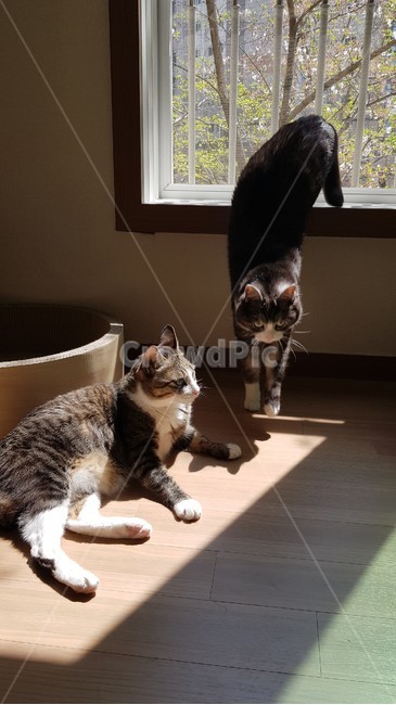 고양이,햇빛,cat,집,그루밍
