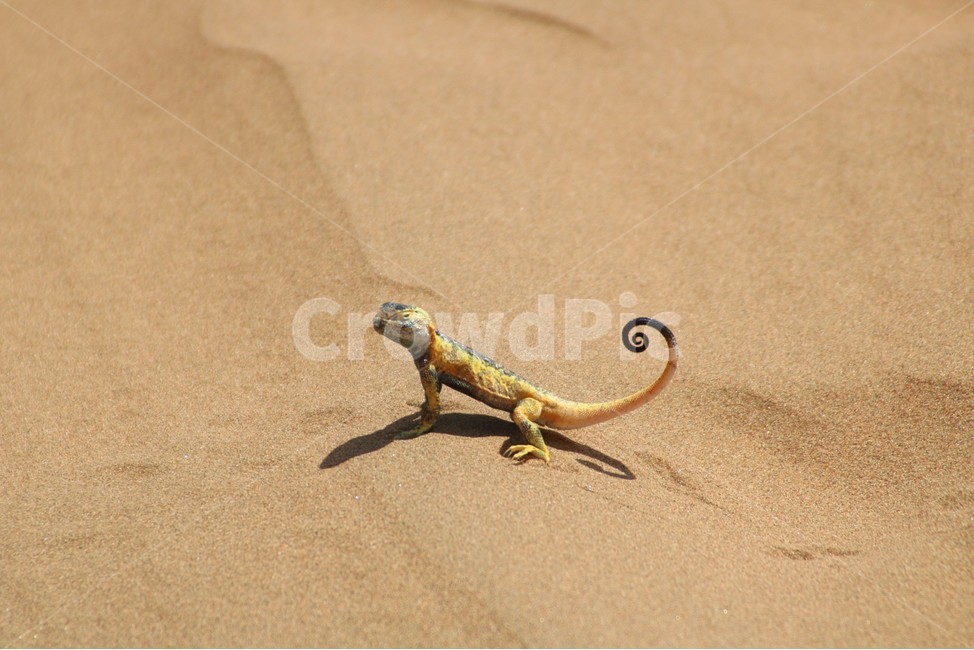 도마뱀,파충류,동물,사막,생물,몽골,동물,animal,파충류,양서류,reptile,amphibian