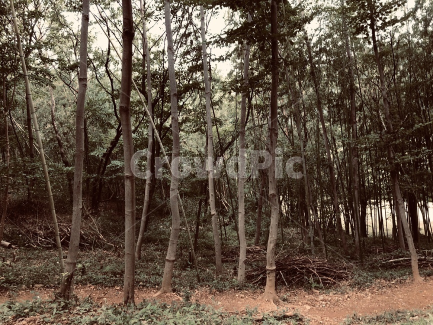 자연,나무,숲,감성,자유