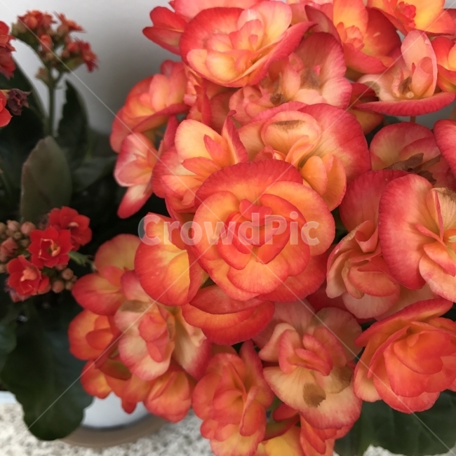 장미베고니아,엘라티오르베고니아,엘라티올베고니아,ElatiorBegonia,RiegerBegonia,WinterfloweringBegonia,여러해살이풀,꽃,식물,Flower,식물,자연,plants,nature,꽃,flower