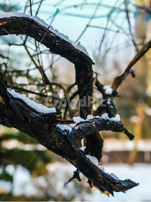 봄,눈,나뭇가지,겨울,입춘,눈녹음,자연,겨울,계절,winter,season,식물,자연,plants,nature