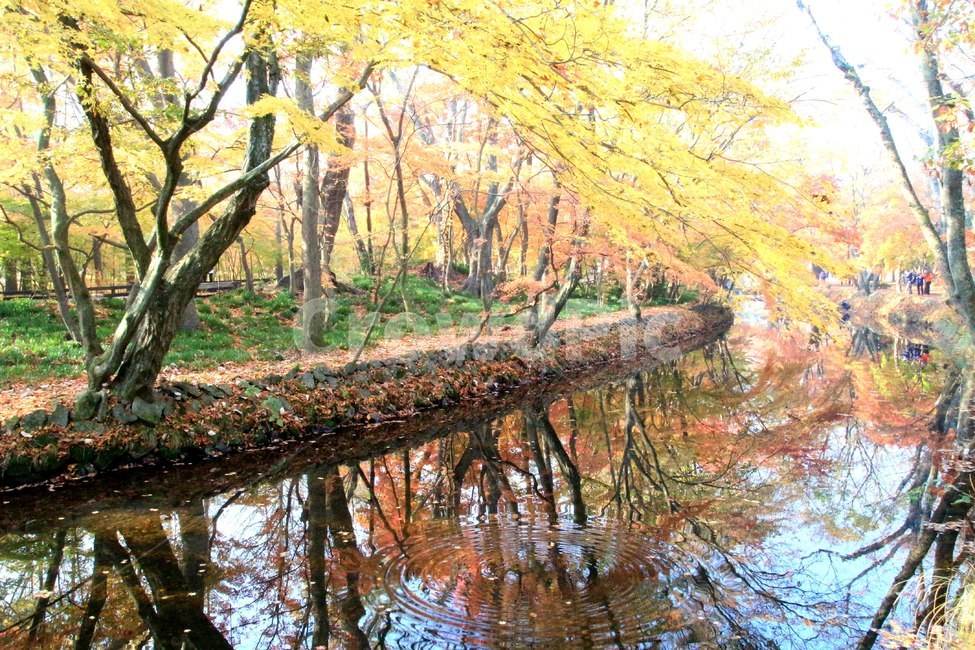 고창,선운사,가을,계곡,단풍,가을,계절,fall,autumn,season,자연,풍경,nature,landscape,water,물,outdoors,옥외,land,땅,tree,나무,plant,식물