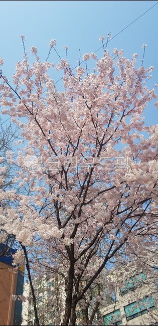 spring,pink,Cherry Blossom,full bloom,flower