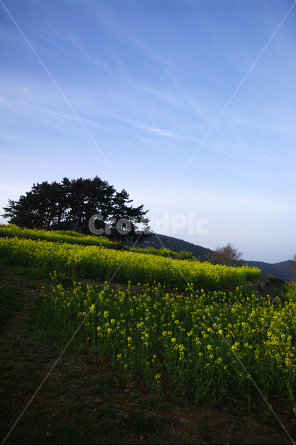 유채꽃,꽃밭,꽃,flower,계절,봄,spring,하늘,구름,풍경,봄,계절,spring,season,자연,풍경,nature,landscape,한국자연풍경,한국자연경관,korea nature landscape,grassland,목초지,outdoors,옥외,field,들