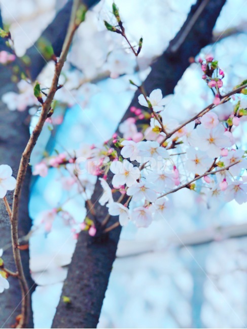 벚꽃,봄,자연,개화,따뜻함,spring,cherryblossom,봄,계절,spring,season,식물,자연,plants,nature,꽃,flower,색깔,색상,색채,색감,color sense,color sensitivity,feeling of color,plant,blossom