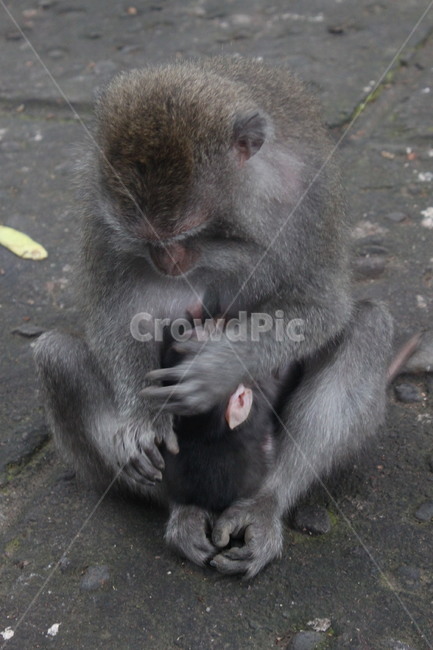 젖먹는,원숭이,모성애,엄마원숭이,귀여운원숭이,회색원숭이,원숭이두마리,동물,animal,포유류,mammal