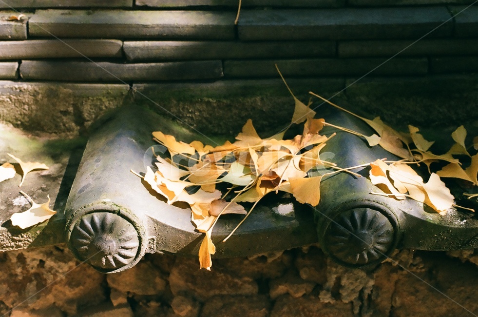 가을,은행,은행잎,한옥,낙엽,한국,한국적인,korea,필름사진,가을,계절,fall,autumn,season,한국전통,한국문화,korean traditional,korean culture,건축물,건물외관,exterior,building,structure,architecture,construction,plant,식물,leaf,잎
