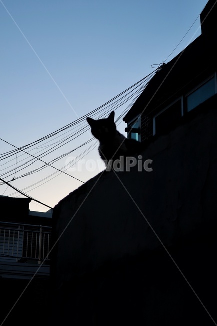 고양이,실루엣,그림자,도시,풍경,쓸쓸함,길고양이,cat,silhouette,korea