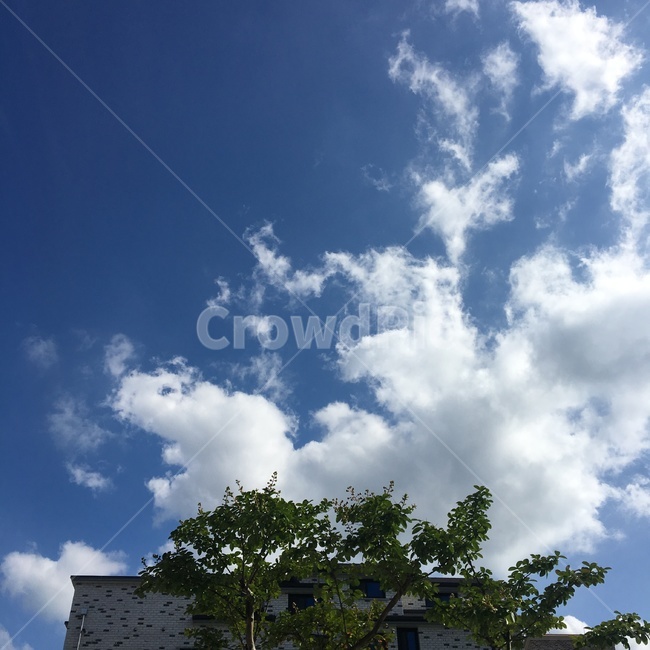구름,하늘,나무,sky,cloud