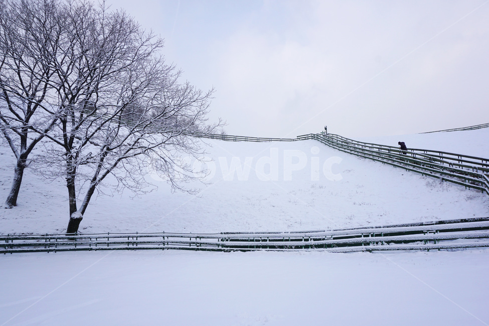 강원도,한국겨울,대관령,양떼목장,눈,snow,겨울,winter,snowman,snowflake,nature,자연,outdoors,옥외,겨울,계절,winter,season,자연,풍경,nature,landscape
