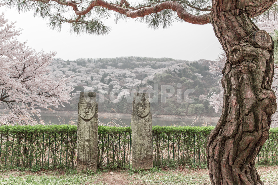 봄,석상,장승,소나무,풍경,호수,벗꽃,봄,계절,spring,season,한국전통,한국문화,korean traditional,korean culture,조각상,동상,석상,조형물,statue,bronze statue,stone statue,종교,신앙,religion,belief,faith,plant,식물,tree,나무,tree trunk,나무 줄기