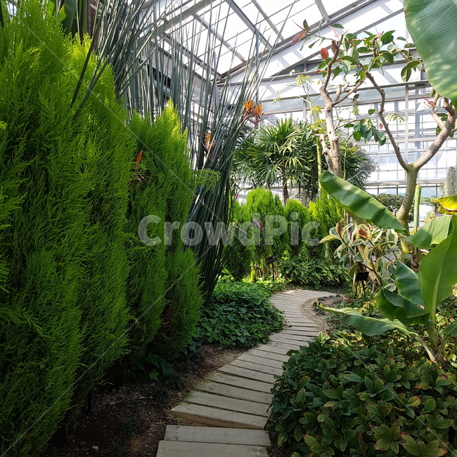 식물원,나무,tree,plants,botanical,nature,자연,garden,정원,온실,식물,자연,plants,nature