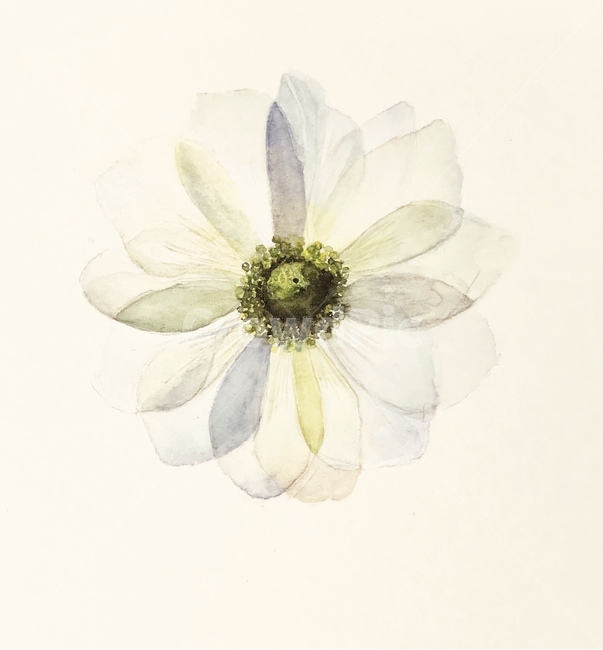 꽃,pure,누끼,1,white,수채화