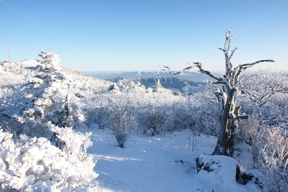 덕유산,설경,주목,겨울,풍경,겨울,계절,winter,season,자연,풍경,nature,landscape,한국자연풍경,한국자연경관,korea nature landscape,tree,나무,plant,식물,outdoors,옥외,abies,아비,fir,전나무,ice,빙