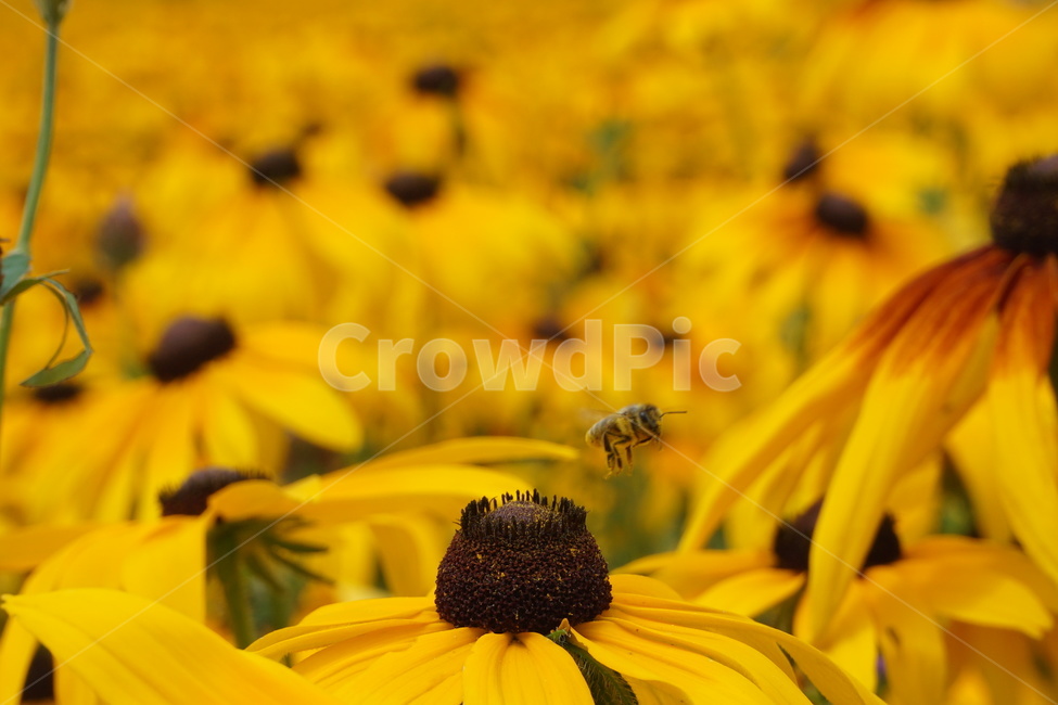 꿀벌,벌,꿀채집,노란꽃,꽃밭,식물,식물,자연,plants,nature,꽃,flower,곤충,벌레,insect,bug