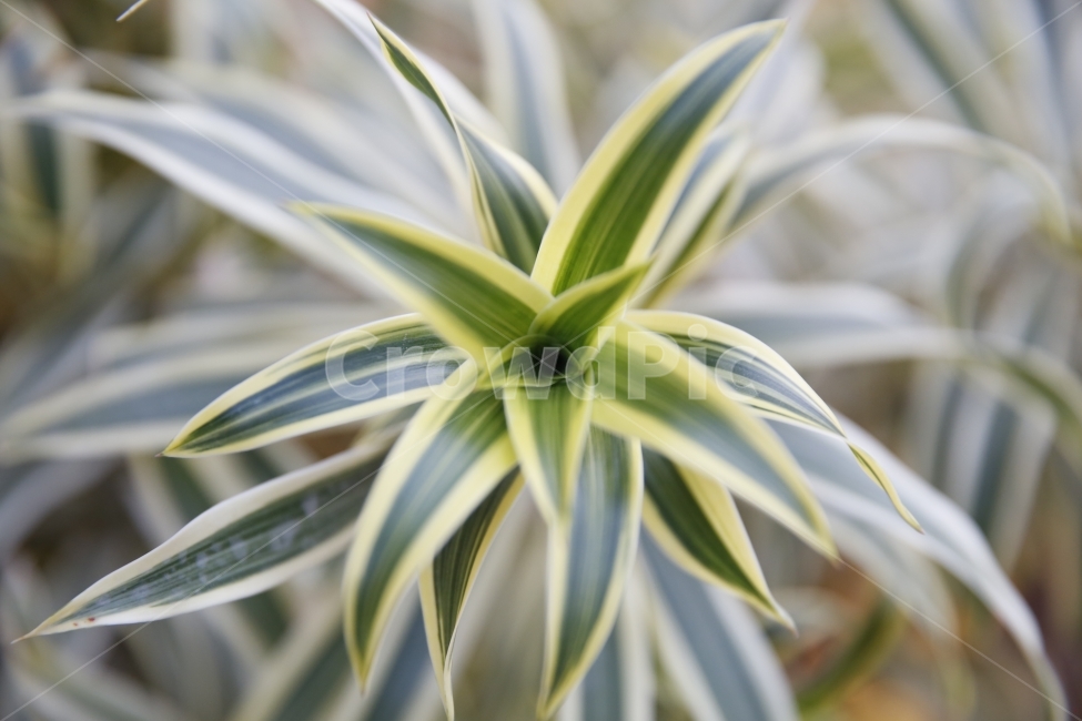 식물,포커스아웃,줄기,아침,아름다움,식물,자연,plants,nature