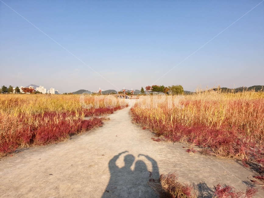 커플,하트,그림자,갈대,가을,가을,계절,fall,autumn,season,자연,풍경,nature,landscape,감정표현,기분,feeling,emotion,인물실루엣,사람실루엣,character silhouette,human silhouette,ground,바닥,gravel,자갈,dirt road,흙길,road,도로