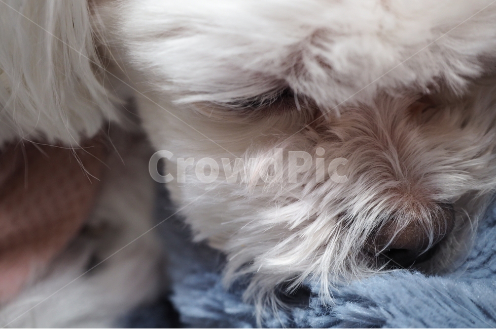 강아지,말티즈,반려동물,반려견,동물,동물,animal,포유류,mammal,개,강아지,dog,doggy