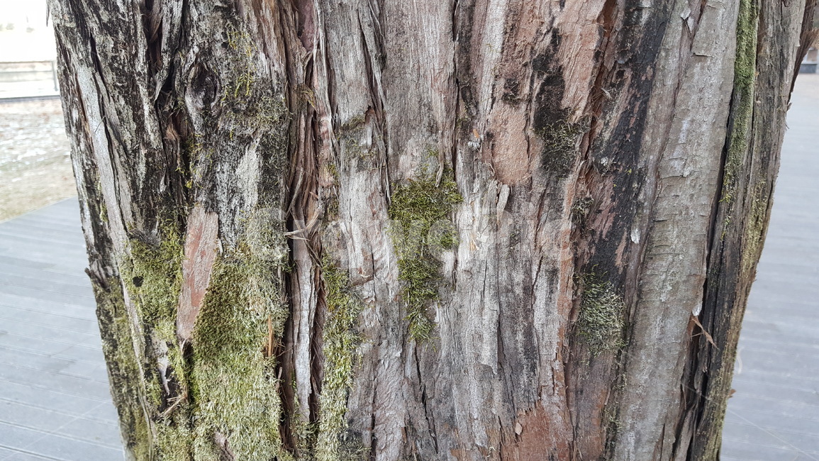 나무,공원,나무껍질,무늬,겨울,겨울나무,이끼,식물,자연,plants,nature,나무,trees,wood