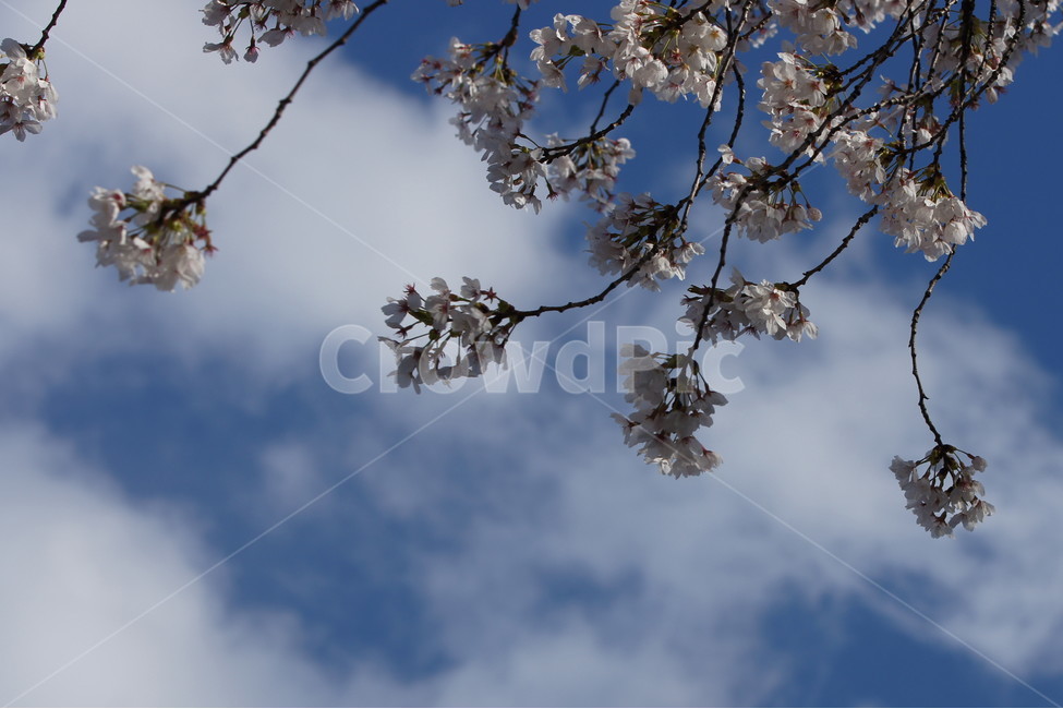 벗꽃,자연,봄,꽃,나무,식물,자연,plants,nature,꽃,flower