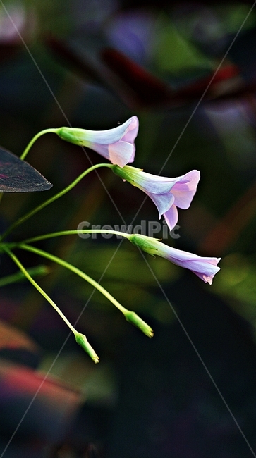 꽃,봄,식물,자연,플라워,산책,공원,식물,자연,plants,nature,꽃,flower