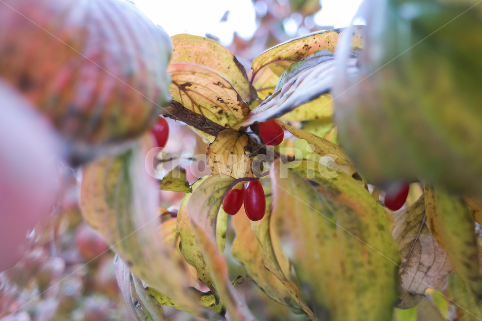 가을,가을색,단풍,만추,가을이미지,자연,풍경,autumn,season,계절,아름다운,식물,fall,산수유,식물,자연,plants,nature,과일,열매,fruit