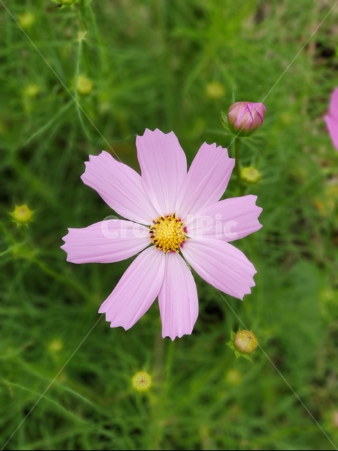 flower,꽃,plant,식물,코스모스,분홍꽃,가을꽃,식물,자연,plants,nature,꽃,flower