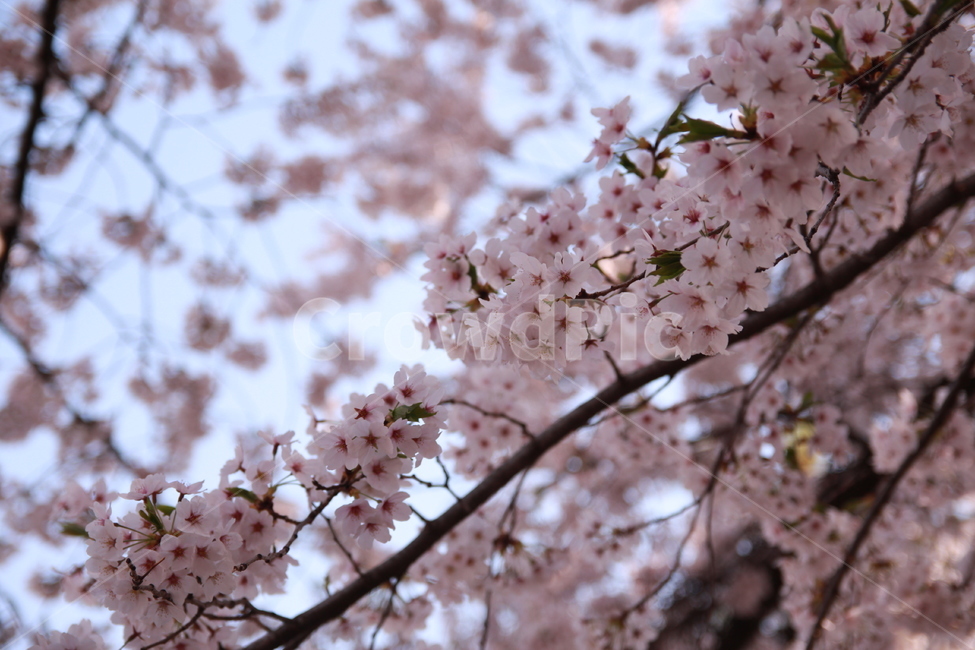 꽃,봄꽃,식물,flower,plants,봄,계절,spring,season,식물,자연,plants,nature,꽃,flower,plant,blossom