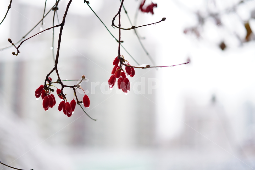 비,날씨,열매,가지,나무,식물,생물,빗물,계절,자연,빨강,red,rain,감성,느낌,식물,자연,plants,nature,비,비오는날,rain,rainy