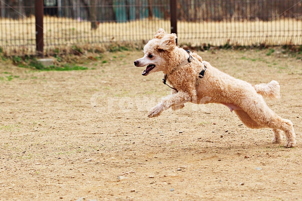 스텐다드푸들,개,애완견,운동,배경,동물,animal,포유류,mammal,개,강아지,dog,doggy