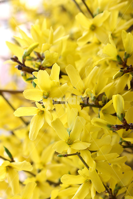 개나리,봄꽃,노란꽃,꽃,봄,봄,계절,spring,season,식물,자연,plants,nature,꽃,flower