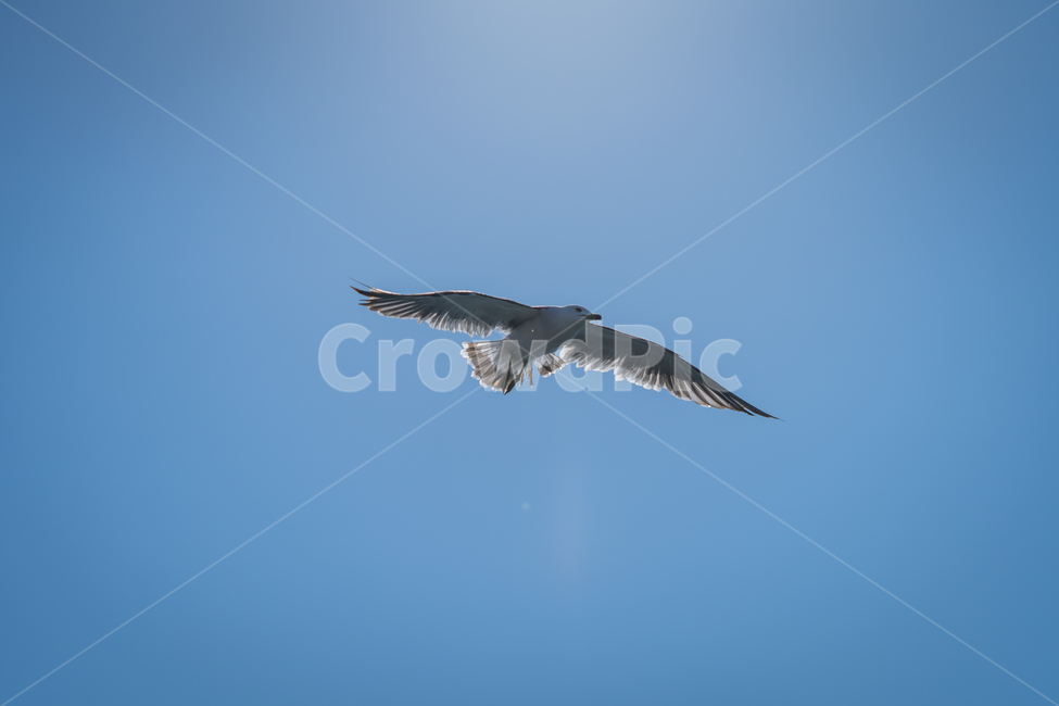 갈매기,조류,바다,비상,새,비행,seagull,창공,날다,자연,트랙킹,연사,순간포착,동물,animal,조류,새,birds