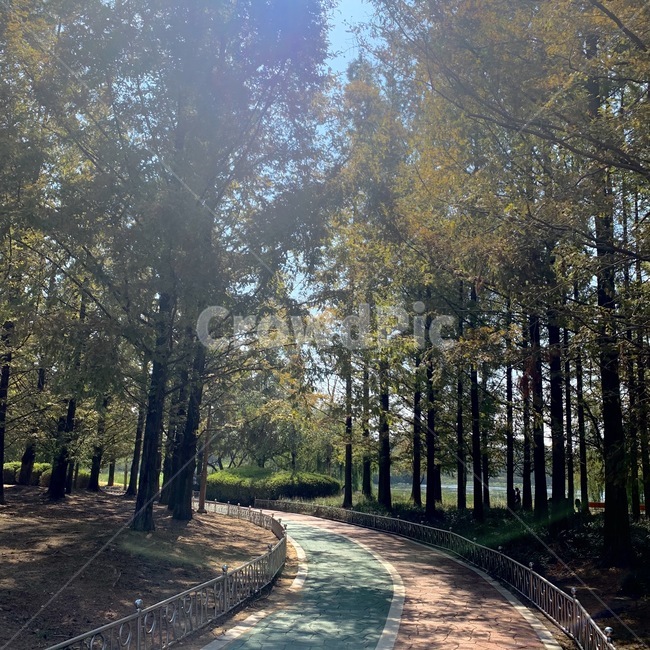공원,산책,식물,tree,나무,plant