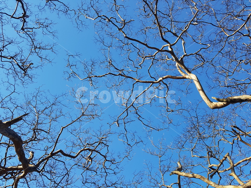 sky,tree,treetrunk,plant,하늘,나무,나뭇가지,식물