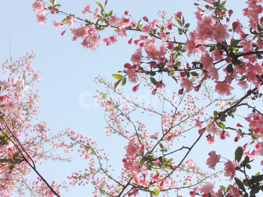 봄,벚꽃,겹벚꽃,꽃송이,핑크,나뭇가지,그림같은,하늘,계절,자연,꽃잎,spring,cherryblossom,season,bloom,flower,sky,floral,petal,blossom,picturesque,sakura,pink,blooming,봄,계절,spring,season,식물,자연,plants,nature,꽃,flower,plant