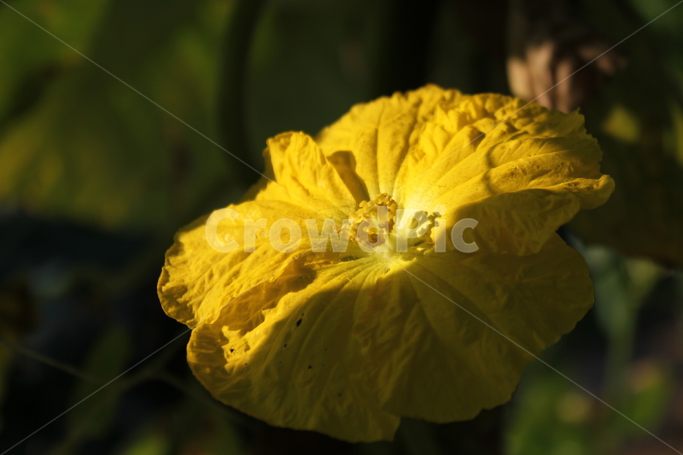 꽃,수세미,수세미꽃,식물,luffacylindrica,식물,자연,plants,nature,꽃,flower