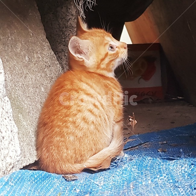 고양이,눈,귀,줄무늬,길고양이