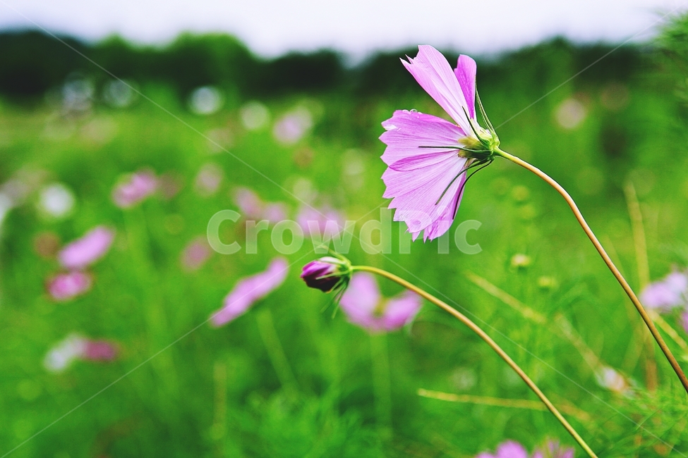 코스모스,꽃,꽃잎,들꽃,식물,가을꽃,가을,공원,자연,계절,식물,자연,plants,nature,꽃,flower