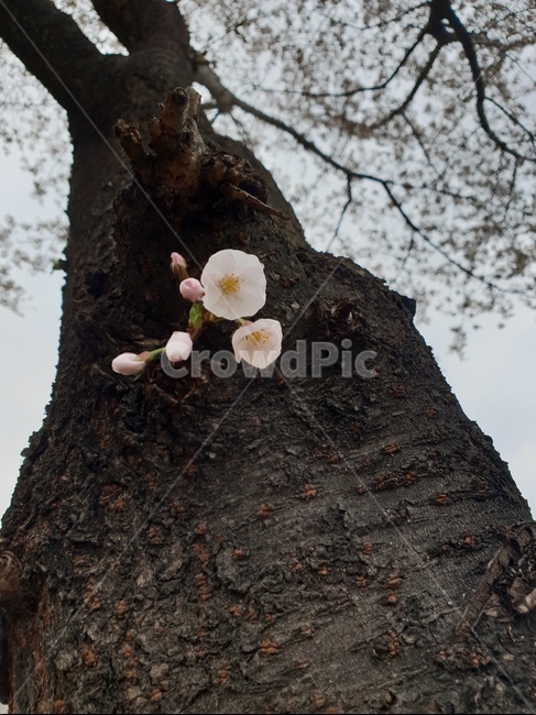 초록이,벛꽃나무,양재천,자연,식물,힐링,나무,봄,계절,spring,season,식물,자연,plants,nature,꽃,flower,plant,tree,tree trunk,나무 줄기