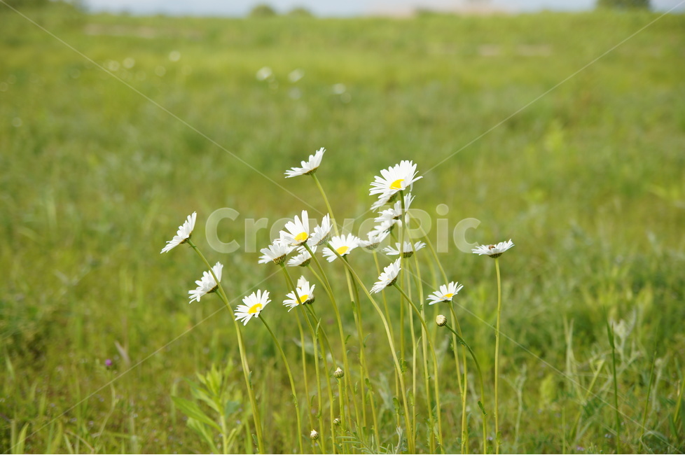 샤스타데이지,꽃,야생화,들꽃,식물,식물,자연,plants,nature,꽃,flower