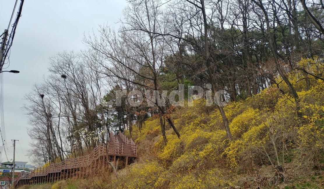 봄,꽃,개나리,노란꽃,벚꽃,spring,flower,yellow,flowers