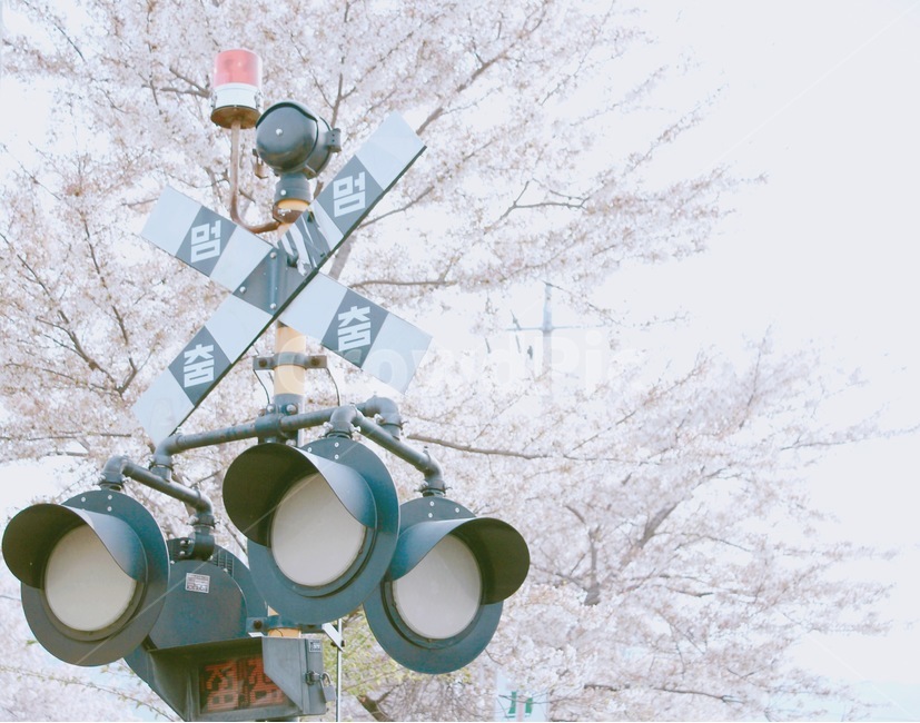 벚꽃,봄,벚꽃축제,벚꽃나무,꽃,봄,계절,spring,season,교통,교통수단,traffic,transportation,light,빛