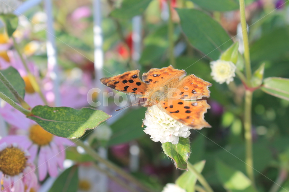 margueritedaisy,daisy,marguerite,가을,꽃,autumn,fall,flower,flowers,plant,식물,데이지,마가렛,나비,butterfly,monarchbutterfly,blossom,pollen,식물,자연,plants,nature,꽃,flower,곤충,벌레,insect,bug