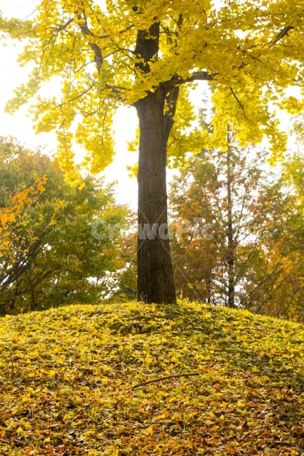 사진,디자인,소스,포토,사진자료,배경,배경사진,백그라운드,한국,동양,아시아,풍경,자연,환경,실외,낮,오후,저녁,식물,나무,가을,도감,9월,10월,11월,단풍,은행,은행나무,은행잎,노란색,낙엽,단풍구경,단풍놀이,가을여행,여행,산책,가을,계절,fall,autumn,season,자연,풍경,nature,landscape,식물,plants,나무,trees,wood,tree,plant,tree trunk,나무 줄기