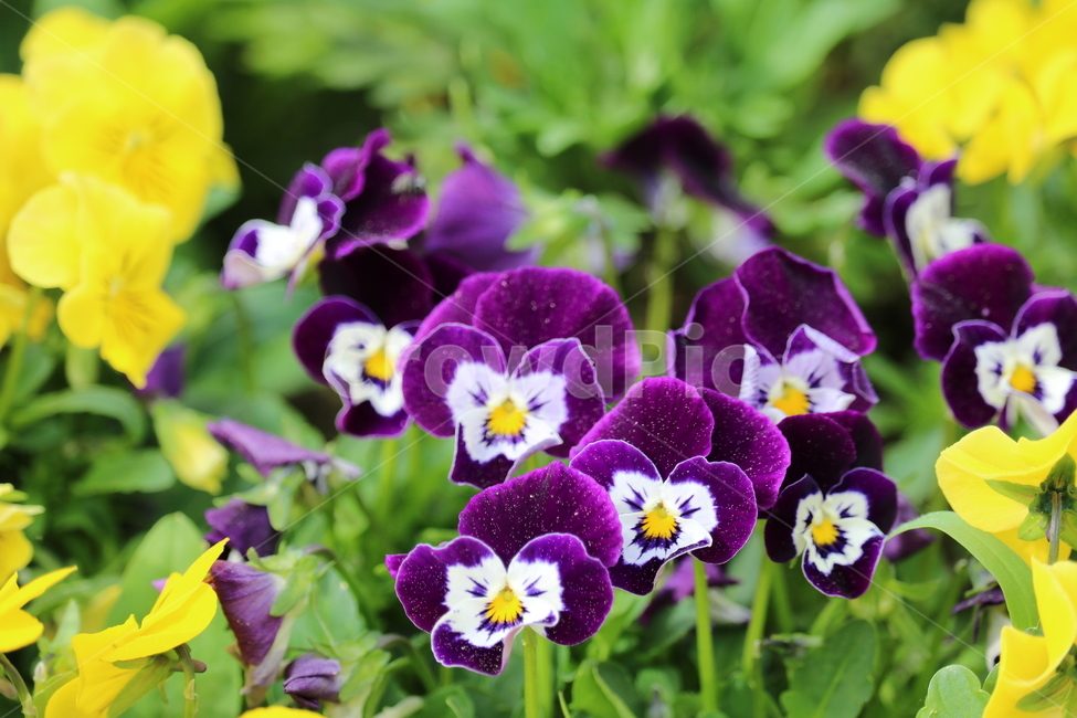 꽃,봄,여름,수목원,자연,봄,계절,spring,season,식물,자연,plants,nature,꽃,flower,plant,blossom