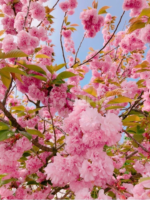 봄,겹벚꽃,벚꽃,식물,자연,plants,nature,계절,spring,season,flower