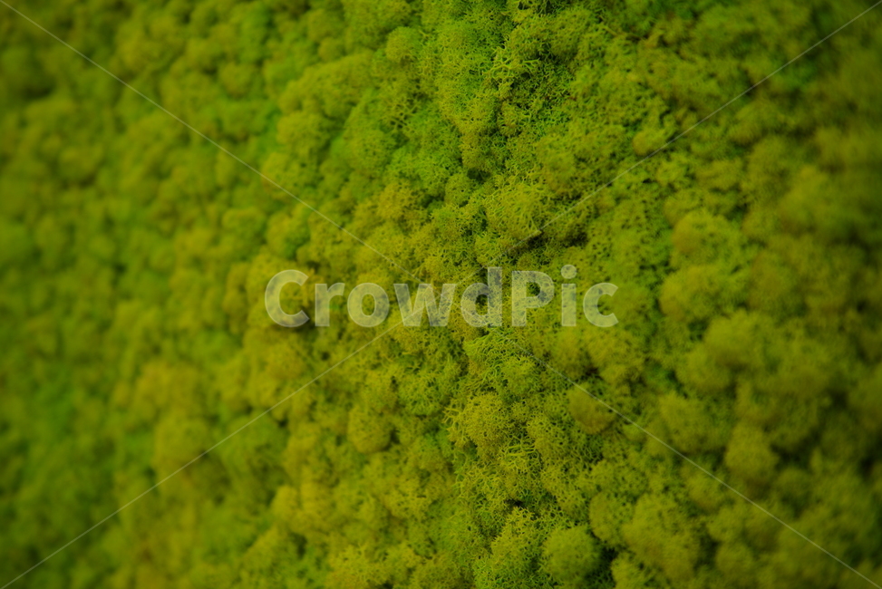 이끼,moss,식물,plant,초록,편안,푹신푹신