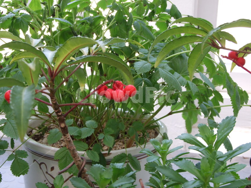 식물,꽃,열매,녹색잎,화분,실내용화초,화분,화초,house plant