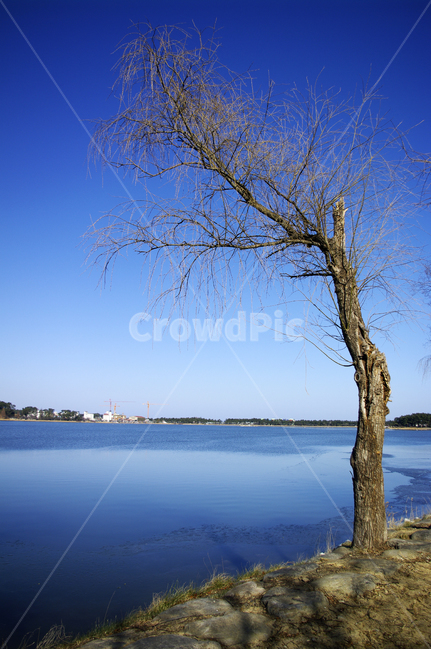 나무,호수,하늘,겨울,파란,color,겨울,계절,winter,season,자연,풍경,nature,landscape,식물,plants,나무,trees,wood,water,물,outdoors,옥외,tree,plant