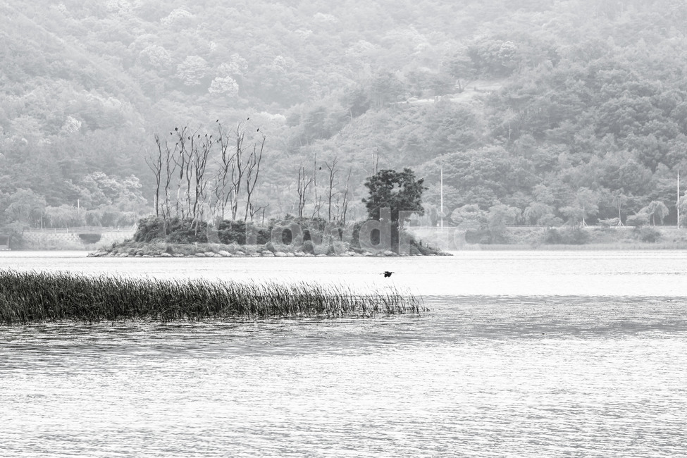 두물머리,호수,풍경,감성,관광명소,자연,풍경,nature,landscape,한국자연풍경,한국자연경관,korea nature landscape,흑백,모노톤,monochrome,black and white